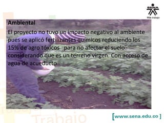 Ambiental
El proyecto no tuvo un impacto negativo al ambiente
pues se aplicó fertilizantes químicos reduciendo los
15% de agro tóxicos para no afectar el suelo
considerando que es un terreno virgen. Con acceso de
agua de acueducto
 