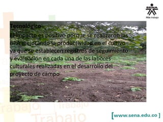 Tecnológico
El impacto es positivo porque se realizaron las
BPA mejorando la productividad en el cultivo
ya que se establecen registros de seguimiento
y evaluación en cada una de las labores
culturales realizadas en el desarrollo del
proyecto de campo
 