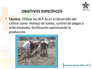 OBJETIVOS ESPECÍFICOS
• Técnico: Utilizar las (B.P.A) en el desarrollo del
cultivo como manejo de suelos, control de plagas y
enfermedades, fertilización optimizando la
producción.
 