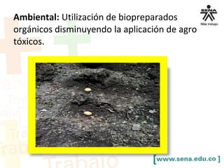 Ambiental: Utilización de biopreparados
orgánicos disminuyendo la aplicación de agro
tóxicos.
 