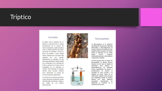 Tríptico
 