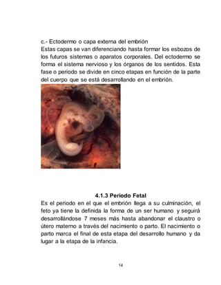 Etapas del desarrollo del ser humano | DOCX