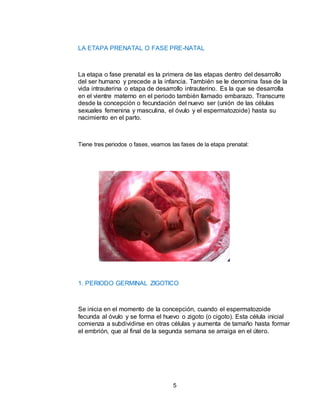 5
LA ETAPA PRENATAL O FASE PRE-NATAL
La etapa o fase prenatal es la primera de las etapas dentro del desarrollo
del ser humano y precede a la infancia. También se le denomina fase de la
vida intrauterina o etapa de desarrollo intrauterino. Es la que se desarrolla
en el vientre materno en el periodo también llamado embarazo. Transcurre
desde la concepción o fecundación del nuevo ser (unión de las células
sexuales femenina y masculina, el óvulo y el espermatozoide) hasta su
nacimiento en el parto.
Tiene tres periodos o fases, veamos las fases de la etapa prenatal:
1. PERIODO GERMINAL ZIGOTICO
Se inicia en el momento de la concepción, cuando el espermatozoide
fecunda al óvulo y se forma el huevo o zigoto (o cigoto). Esta célula inicial
comienza a subdividirse en otras células y aumenta de tamaño hasta formar
el embrión, que al final de la segunda semana se arraiga en el útero.
 