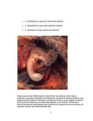 7
 a.- Endodermo o capa más interna del embrión
 b.- Mesodermo o capa intermedia del embrión
 c.- Ectodermo o capa externa del embrión
Estas capas se van diferenciando hasta formar los esbozos de los futuros
sistemas o aparatos corporales. Del ectodermo se forma el sistema nervioso y los
órganos de los sentidos. Esta fase o periodo se divide en cinco etapas en función
de la parte del cuerpo que se está desarrollando en el embrión. Al final de la
décima semana de edad gestacional el embrión ha adquirido su forma básica y el
siguiente período es el del desarrollo fetal.
 