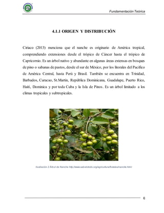 Fundamentación Teórica
6
4.1.1 ORIGEN Y DISTRIBUCIÓN
Ciriaco (2013) menciona que el nanche es originario de América tropical,
comprendiendo extensiones desde el trópico de Cáncer hasta el trópico de
Capricornio. Es un árbol nativo y abundante en algunas áreas extensas en bosques
de pino o sabanas de pastos, desde el sur de México, por los litorales del Pacifico
de América Central, hasta Perú y Brasil. También se encuentra en Trinidad,
Barbados, Curacao, St.Martin, República Dominicana, Guadalupe, Puerto Rico,
Haití, Dominica y por toda Cuba y la Isla de Pinos. Es un árbol limitado a los
climas tropicales y subtropicales.
Ilustración 2 Árbol de Nanche http://www.sabelotodo.org/agricultura/frutales/nancite.html
 
