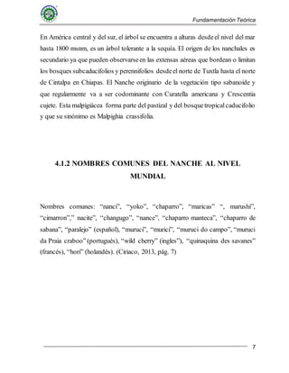 Fundamentación Teórica
7
En América central y del sur, el árbol se encuentra a alturas desdeel nivel del mar
hasta 1800 msnm, es un árbol tolerante a la sequía. El origen de los nanchales es
secundario ya que pueden observarseen las extensas aéreas que bordean o limitan
los bosques subcaducifolios y perennifolios desdeel norte de Tuxtla hasta el norte
de Cintalpa en Chiapas. El Nanche originario de la vegetación tipo sabanoide y
que regularmente va a ser codominante con Curatella americana y Crescentia
cujete. Esta malpigiácea forma parte del pastizal y del bosquetropicalcaducifolio
y que su sinónimo es Malpighia crassifolia.
4.1.2 NOMBRES COMUNES DEL NANCHE AL NIVEL
MUNDIAL
Nombres comunes: “nanci”, “yoko”, “chaparro”, “maricas” “, marushi”,
“cimarron”,” nacite”, “changugo”, “nance”, “chaparro manteca”, “chaparro de
sabana”, “paralejo” (español), “muruci”, “murici”, “muruci do campo”, “muruci
da Praia craboo” (portugués), “wild cherry” (ingles”), “quinaquina des savanes”
(francés), “hori” (holandés). (Ciriaco, 2013, pág. 7)
 