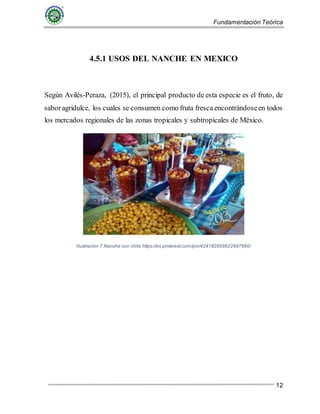 Fundamentación Teórica
12
4.5.1 USOS DEL NANCHE EN MEXICO
Según Avilés-Peraza, (2015), el principal producto de esta especie es el fruto, de
saboragridulce, los cuales se consumen como fruta fresca encontrándoseen todos
los mercados regionales de las zonas tropicales y subtropicales de México.
Ilustración 7 Nanche con chile https://es.pinterest.com/pin/424182858622897990/
 