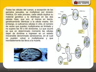 Todas las células del cuerpo, a excepción de las
gametos sexuales, se multiplican por división
mitótica. En este proceso, cada célula duplica su
material genético y lo distribuye en las dos
células hijas, que son, al menos en teoría,
genéticamente idénticas a la célula madre. Sin
embargo, si cultivamos células in vitro, el número
de veces que pueden multiplicarse es limitado y
no supera las 40 a 60 divisiones. Lo que ocurre
es que en determinado momento las células
dejan de dividirse e ingresan en un estado
irreversible denominado senescencia, en el cual
no pueden volver a multiplicarse y que
inevitablemente las lleva a la muerte.
 