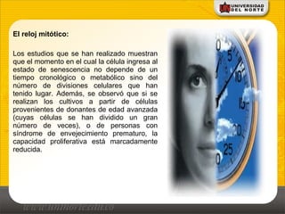 El reloj mitótico:
Los estudios que se han realizado muestran
que el momento en el cual la célula ingresa al
estado de senescencia no depende de un
tiempo cronológico o metabólico sino del
número de divisiones celulares que han
tenido lugar. Además, se observó que si se
realizan los cultivos a partir de células
provenientes de donantes de edad avanzada
(cuyas células se han dividido un gran
número de veces), o de personas con
síndrome de envejecimiento prematuro, la
capacidad proliferativa está marcadamente
reducida.
 