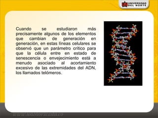 Cuando se estudiaron más
precisamente algunos de los elementos
que cambian de generación en
generación, en estas líneas celulares se
observó que un parámetro crítico para
que la célula entre en estado de
senescencia o envejecimiento está a
menudo asociado al acortamiento
excesivo de las extremidades del ADN,
los llamados telómeros.
 