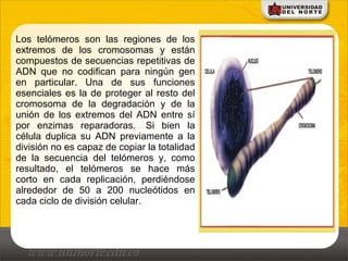 Los telómeros son las regiones de los
extremos de los cromosomas y están
compuestos de secuencias repetitivas de
ADN que no codifican para ningún gen
en particular. Una de sus funciones
esenciales es la de proteger al resto del
cromosoma de la degradación y de la
unión de los extremos del ADN entre sí
por enzimas reparadoras. Si bien la
célula duplica su ADN previamente a la
división no es capaz de copiar la totalidad
de la secuencia del telómeros y, como
resultado, el telómeros se hace más
corto en cada replicación, perdiéndose
alrededor de 50 a 200 nucleótidos en
cada ciclo de división celular.
 