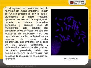 El desgaste del telómero con la
sucesión de ciclos celulares, impide
su función protectora, con lo que el
cromosoma se hace inestable,
aparecen errores en la segregación
durante la mitosis, anomalías
genéticas y diversos tipos de
mutaciones. Las células que
presentan estos defectos, no sólo son
incapaces de duplicarse, sino que
dejan de ser viables, activándose los
procesos de muerte celular
programada. Sin embargo, en el caso
de las células germinales y
embrionarias, de las que el organismo
no puede prescindir, existe una
enzima específica, la telomerasa, que
es capaz de restaurar la secuencia del
telómero. TELOMEROS
 