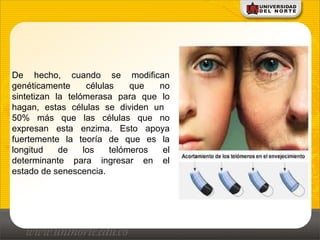De hecho, cuando se modifican
genéticamente células que no
sintetizan la telómerasa para que lo
hagan, estas células se dividen un
50% más que las células que no
expresan esta enzima. Esto apoya
fuertemente la teoría de que es la
longitud de los telómeros el
determinante para ingresar en el
estado de senescencia.
 