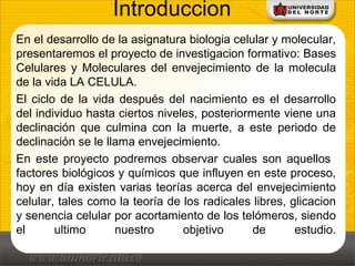 Introduccion
En el desarrollo de la asignatura biologia celular y molecular,
presentaremos el proyecto de investigacion formativo: Bases
Celulares y Moleculares del envejecimiento de la molecula
de la vida LA CELULA.
El ciclo de la vida después del nacimiento es el desarrollo
del individuo hasta ciertos niveles, posteriormente viene una
declinación que culmina con la muerte, a este periodo de
declinación se le llama envejecimiento.
En este proyecto podremos observar cuales son aquellos
factores biológicos y químicos que influyen en este proceso,
hoy en día existen varias teorías acerca del envejecimiento
celular, tales como la teoría de los radicales libres, glicacion
y senencia celular por acortamiento de los telómeros, siendo
el ultimo nuestro objetivo de estudio.
 