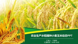 汇报人：千库网
汇报时间：XX年 XX月
农业生产水稻播种小麦玉米动态PPT
 