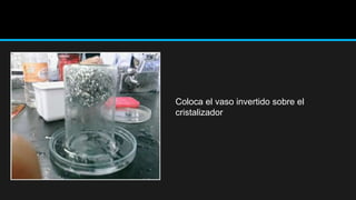 Coloca el vaso invertido sobre el
cristalizador
 