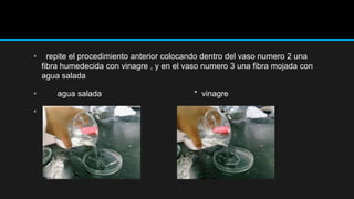 • repite el procedimiento anterior colocando dentro del vaso numero 2 una
fibra humedecida con vinagre , y en el vaso numero 3 una fibra mojada con
agua salada
• agua salada * vinagre
•
 