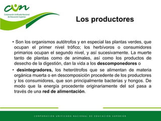 Los productores
• Son los organismos autótrofos y en especial las plantas verdes, que
ocupan el primer nivel trófico; los herbívoros o consumidores
primarios ocupan el segundo nivel, y así sucesivamente. La muerte
tanto de plantas como de animales, así como los productos de
desecho de la digestión, dan la vida a los descomponedores o
• desintegradores, los heterótrofos que se alimentan de materia
orgánica muerta o en descomposición procedente de los productores
y los consumidores, que son principalmente bacterias y hongos. De
modo que la energía procedente originariamente del sol pasa a
través de una red de alimentación.
 