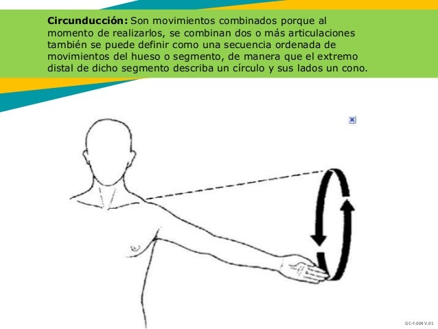 Anatomia Humana