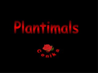 Plantimals © Cenika 