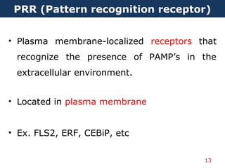 • Plasma membrane-localized receptors that
recognize the presence of PAMP’s in the
extracellular environment.
• Located in plasma membrane
• Ex. FLS2, ERF, CEBiP, etc
PRR (Pattern recognition receptor)
13
 