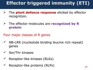  The plant defence response elicited by effector
recognition.
 The effector molecules are recognized by R
protein
Four major classes of R genes
 NB-LRR (nucleotide binding leucine rich repeat)
genes
 Ser/Thr kinases
 Receptor-like kinases (RLKs)
 Receptor-like proteins (RLPs)
Effector triggered immunity (ETI)
15
 