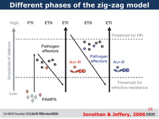 Different phases of the zig-zag model
Jonathan & Jeffery, 2006
16
 