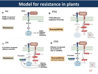 Model for resistance in plants
17
 