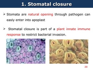 1. Stomatal closure1. Stomatal closure
 Stomata are natural opening through pathogen can
easly enter into apoplast
 Stomatal closure is part of a plant innate immune
response to restrict bacterial invasion.
20
 