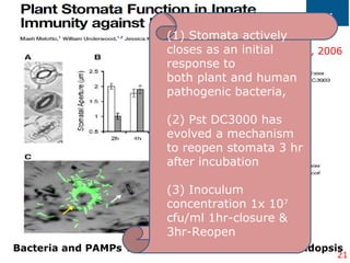 Bacteria and PAMPs Trigger Stomatal Closure in Arabidopsis
21
Maeli etal, 2006
(1) Stomata actively
closes as an initial
response to
both plant and human
pathogenic bacteria,
(2) Pst DC3000 has
evolved a mechanism
to reopen stomata 3 hr
after incubation
(3) Inoculum
concentration 1x 107
cfu/ml 1hr-closure &
3hr-Reopen
 