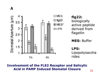 Involvement of the FLS2 Receptor and Salicylic
Acid in PAMP Induced Stomatal Closure 22
flg22:
biologically
active peptide
derived from
flagellin
MES: Buffer
LPS:
Lipopolysaccha
rides
 