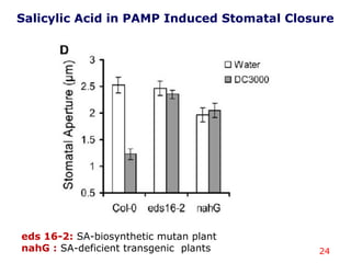 24
Salicylic Acid in PAMP Induced Stomatal Closure
eds 16-2: SA-biosynthetic mutan plant
nahG : SA-deficient transgenic plants
 