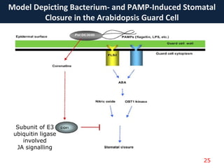 Model Depicting Bacterium- and PAMP-Induced Stomatal
Closure in the Arabidopsis Guard Cell
25
Subunit of E3
ubiquitin ligase
involved
JA signalling
 