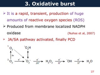 27
3. Oxidative burst
 It is a rapid, transient, production of huge
amounts of reactive oxygen species (ROS)
 Produced from membrane localized NADPH
oxidase (Nuhse et al, 2007)
 JA/SA pathway activated, finally PCD
 
