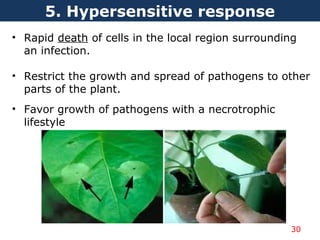 • Rapid death of cells in the local region surrounding
an infection.
• Restrict the growth and spread of pathogens to other
parts of the plant.
• Favor growth of pathogens with a necrotrophic
lifestyle
5. Hypersensitive response
30
 