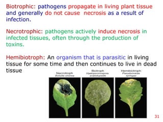 31
Biotrophic: pathogens propagate in living plant tissue
and generally do not cause necrosis as a result of
infection.
Necrotrophic: pathogens actively induce necrosis in
infected tissues, often through the production of
toxins.
Hemibiotroph: An organism that is parasitic in living
tissue for some time and then continues to live in dead
tissue
 
