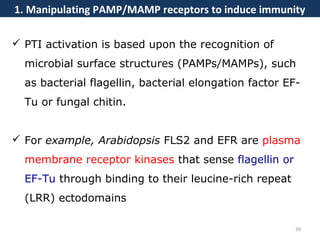 39
1. Manipulating PAMP/MAMP receptors to induce immunity
 PTI activation is based upon the recognition of
microbial surface structures (PAMPs/MAMPs), such
as bacterial flagellin, bacterial elongation factor EF-
Tu or fungal chitin.
 For example, Arabidopsis FLS2 and EFR are plasma
membrane receptor kinases that sense flagellin or
EF-Tu through binding to their leucine-rich repeat
(LRR) ectodomains
 