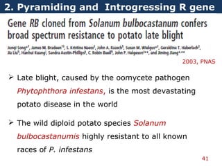 2. Pyramiding and Introgressing R gene
41
2003, PNAS
 Late blight, caused by the oomycete pathogen
Phytophthora infestans, is the most devastating
potato disease in the world
 The wild diploid potato species Solanum
bulbocastanumis highly resistant to all known
races of P. infestans
 