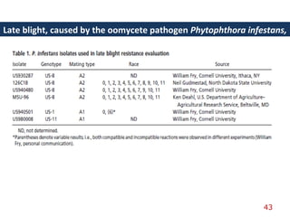 Late blight, caused by the oomycete pathogen Phytophthora infestans,
43
 