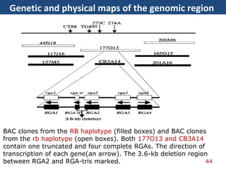 Genetic and physical maps of the genomic region
44
BAC clones from the RB haplotype (filled boxes) and BAC clones
from the rb haplotype (open boxes). Both 177O13 and CB3A14
contain one truncated and four complete RGAs. The direction of
transcription of each gene(an arrow). The 3.6-kb deletion region
between RGA2 and RGA-tris marked.
 