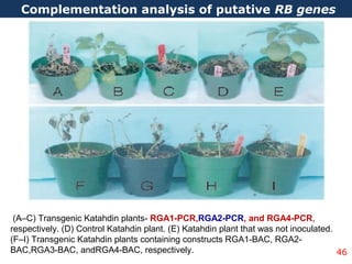 Complementation analysis of putative RB genes
46
(A–C) Transgenic Katahdin plants- RGA1-PCR,RGA2-PCR, and RGA4-PCR,
respectively. (D) Control Katahdin plant. (E) Katahdin plant that was not inoculated.
(F–I) Transgenic Katahdin plants containing constructs RGA1-BAC, RGA2-
BAC,RGA3-BAC, andRGA4-BAC, respectively.
 
