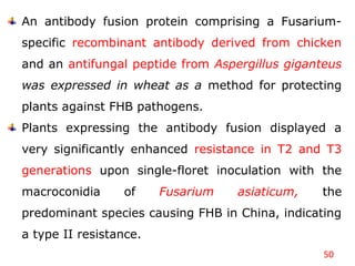 50
An antibody fusion protein comprising a Fusarium-
specific recombinant antibody derived from chicken
and an antifungal peptide from Aspergillus giganteus
was expressed in wheat as a method for protecting
plants against FHB pathogens.
Plants expressing the antibody fusion displayed a
very significantly enhanced resistance in T2 and T3
generations upon single-floret inoculation with the
macroconidia of Fusarium asiaticum, the
predominant species causing FHB in China, indicating
a type II resistance.
 