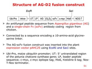Structure of AG-D2 fusion construct
51
 An antifungal peptide sequence from Aspergillus giganteus (AG)
and a single-chain Fv (scFv) antibody coding region from
chicken.
 Connected by a sequence encoding a 10-amino-acid glycine-
serine linker.
 The AG-scFv fusion construct was inserted into the plant
expression vector pAHC25 using EcoRI and SacI sites.
 Ubi-Pro, maize ubiquitin promoter; UT: 5′ untranslated region
of the petunia chalcone synthase gene; LP, leader peptide
sequence; c-myc, c-myc epitope tag; His6, histidine 6 tag; Nos-
T-Nos terminator.
 