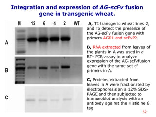 52
Integration and expression of AG-scFv fusion
gene in transgenic wheat.
A, T3 transgenic wheat lines 2,
and To detect the presence of
the AG-scFv fusion gene with
primers AGP1 and scFvP2.
B, RNA extracted from leaves of
the plants in A was used in a
RT- PCR assay to analyze
expression of the AG-scFvfusion
gene with the same set of
primers in A.
C, Proteins extracted from
leaves in A were fractionated by
electrophoresis on a 12% SDS-
PAGE and then subjected to
immunoblot analysis with an
antibody against the Histidine 6
tag
 