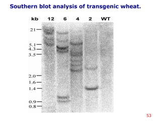 53
Southern blot analysis of transgenic wheat.
 