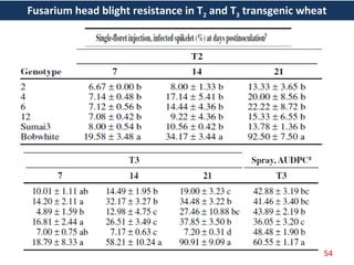 Fusarium head blight resistance in T2 and T3 transgenic wheat
54
 
