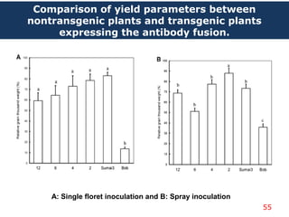 55
Comparison of yield parameters between
nontransgenic plants and transgenic plants
expressing the antibody fusion.
A: Single floret inoculation and B: Spray inoculation
 