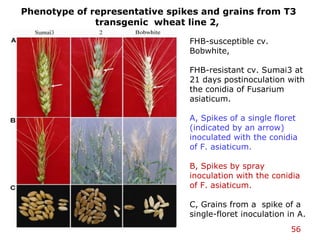 56
FHB-susceptible cv.
Bobwhite,
FHB-resistant cv. Sumai3 at
21 days postinoculation with
the conidia of Fusarium
asiaticum.
A, Spikes of a single floret
(indicated by an arrow)
inoculated with the conidia
of F. asiaticum.
B, Spikes by spray
inoculation with the conidia
of F. asiaticum.
C, Grains from a spike of a
single-floret inoculation in A.
Phenotype of representative spikes and grains from T3
transgenic wheat line 2,
 