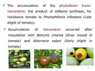 59
 The accumulation of the phytoalexin trans-
resveratrol, the product of stilbene synthase, for
resistance tomato to Phytophthora infestans (Late
blight of tomato).
 Accumulation of resveratrol occurred after
inoculation with Botrytis cinerea (Gray mould in
tomato) and Alternaria solani (Early blight in
tomato)
 