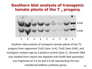 Southern blot analysis of transgenic
tomato plants of the T 3 progeny
60
Southern blot analysis of transgenic tomato plants of the T3
progeny from regenerant To25 (lane 1±4), To42 (lane 5±8), and
transgenic oilseed rape as a positive control (lane c). Genomic DNA
was isolated from leaves and digested with EcoRI that generates
two fragments of 3.4 kb and 4.9 kb representing the two
transferred stilbene synthase genes.
 